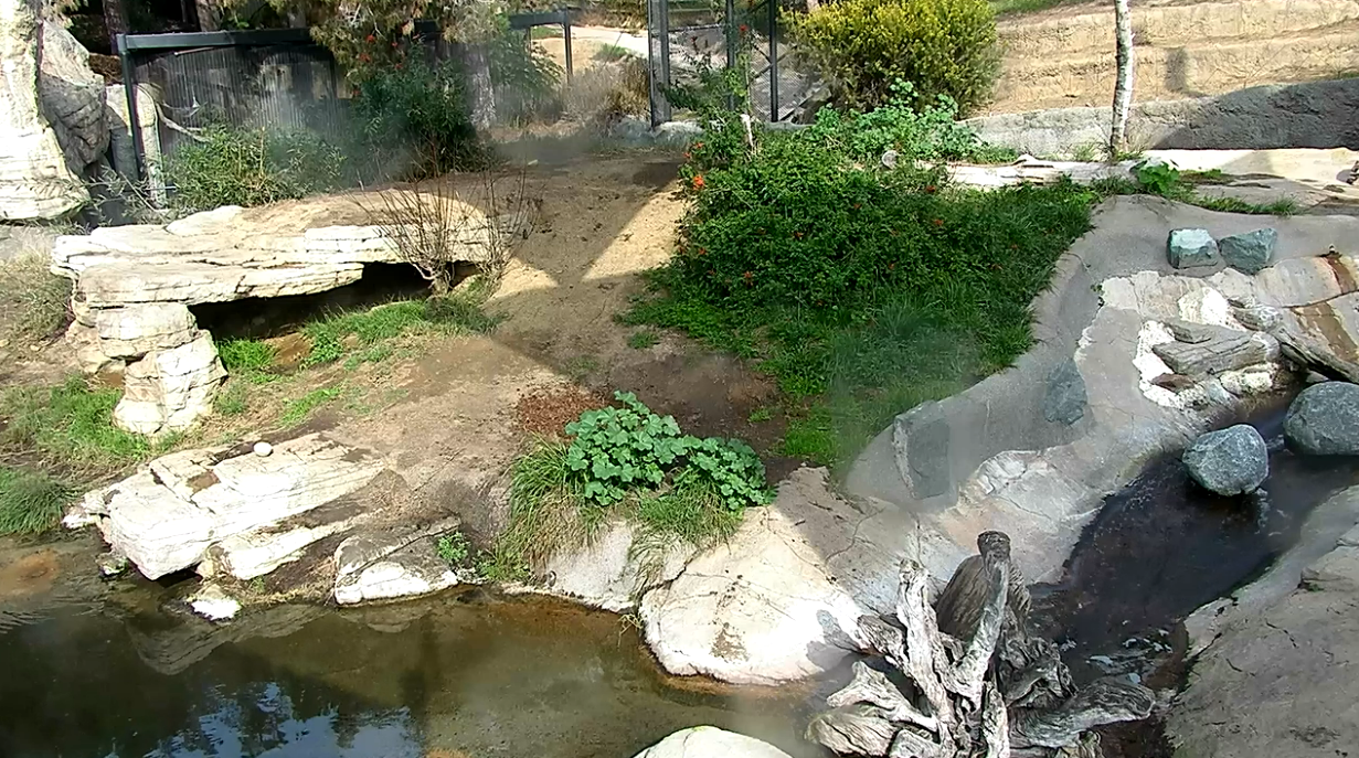 sandiego_zoo_live_cam