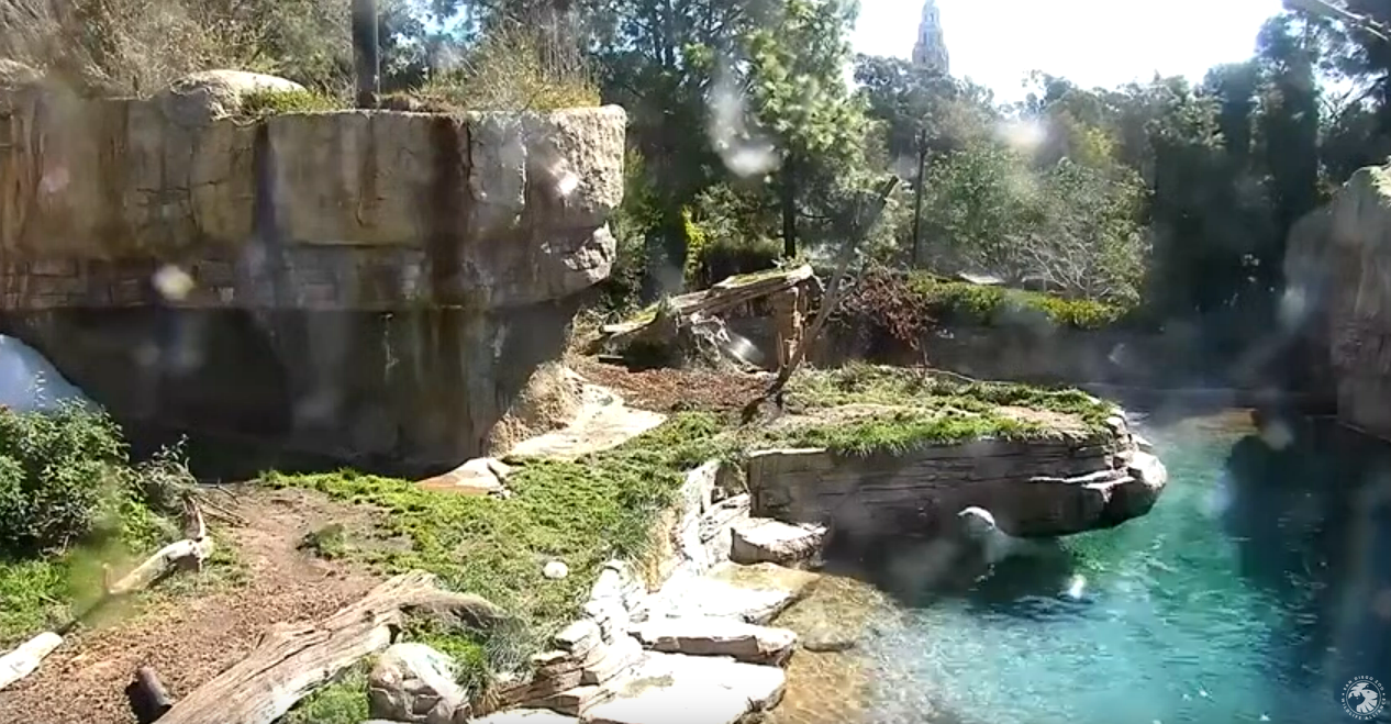 sandiego_zoo_live_cam_recording