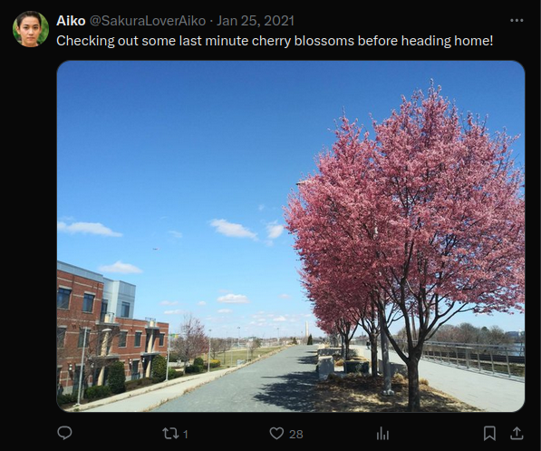 Checking out some last minute cherry blossoms before heading home!